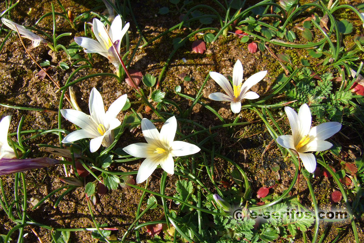 Fleurs sauvages