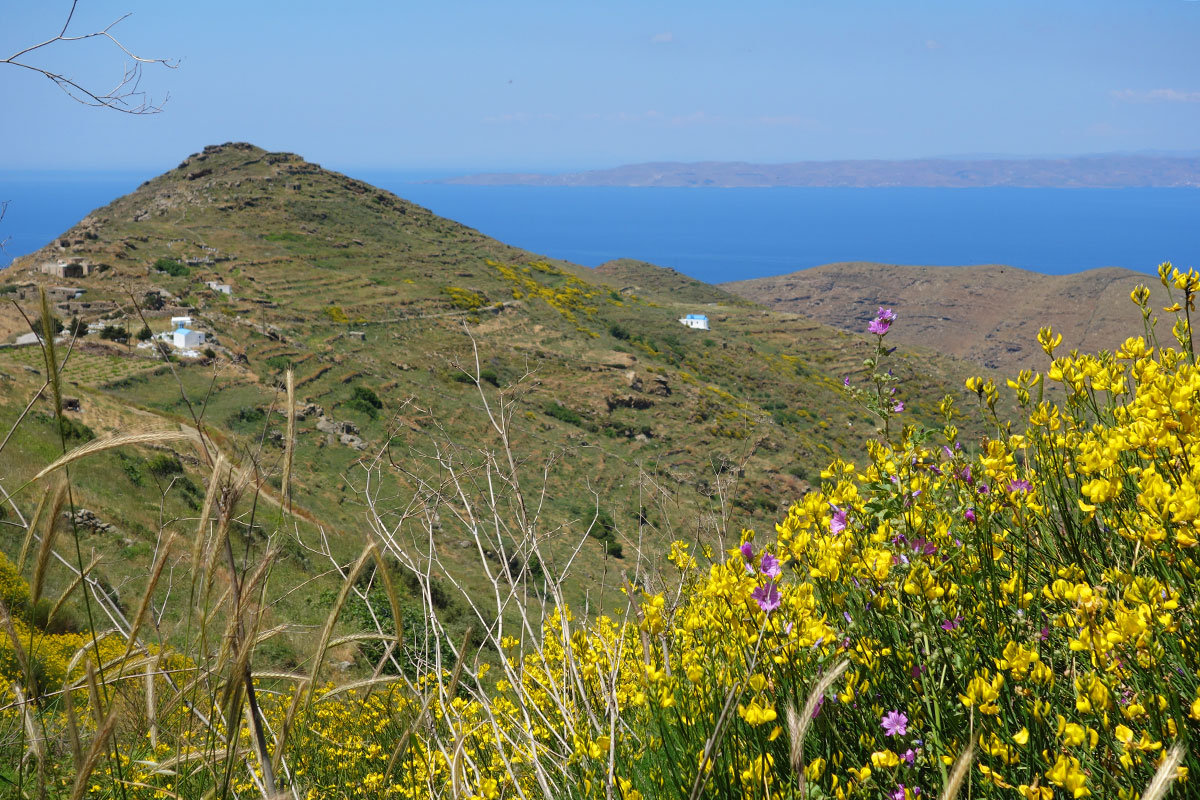 Paysage à Serifos avec des fleurs sauvages jaune et violet