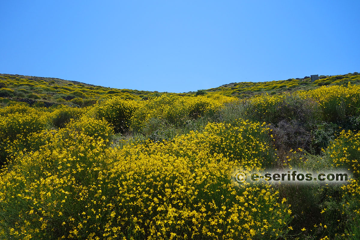 Paysage avec des fleurs sauvages au printemps